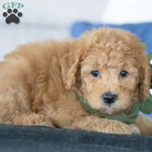 Wendy, Golden Mountain Doodle Puppy